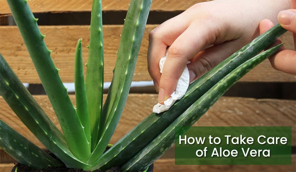 How To Care For An Aloe Plant